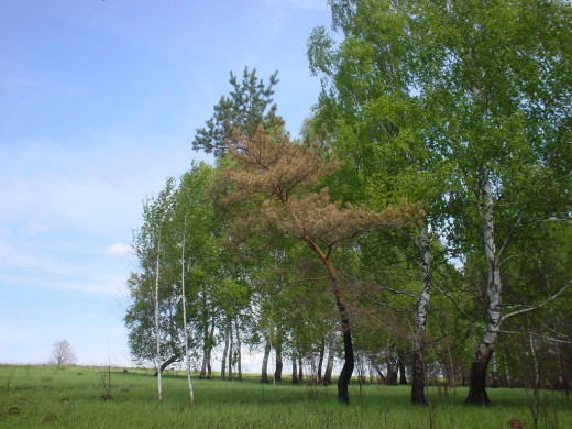 24615 (a): :1024x768